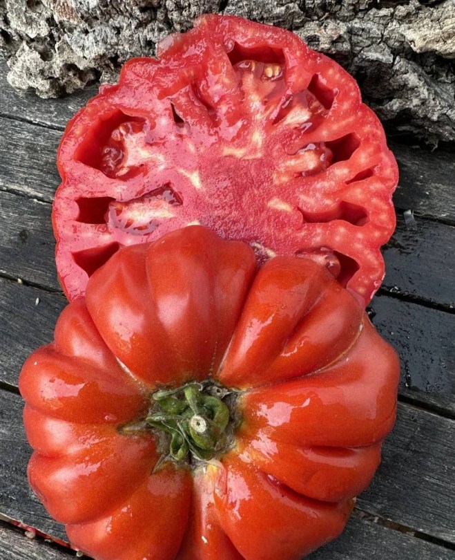 Antico di Lombardia paradicsom - olasz tájfajta, Lycopersicum esculentum, paradicsom